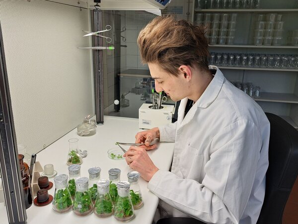 Umsetzen von In-vitro-Erlen an einer Reinluftwerkbank.