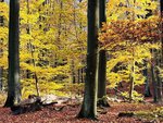 Blick in einen Herbstwald mit gelben und braunen Blättern.