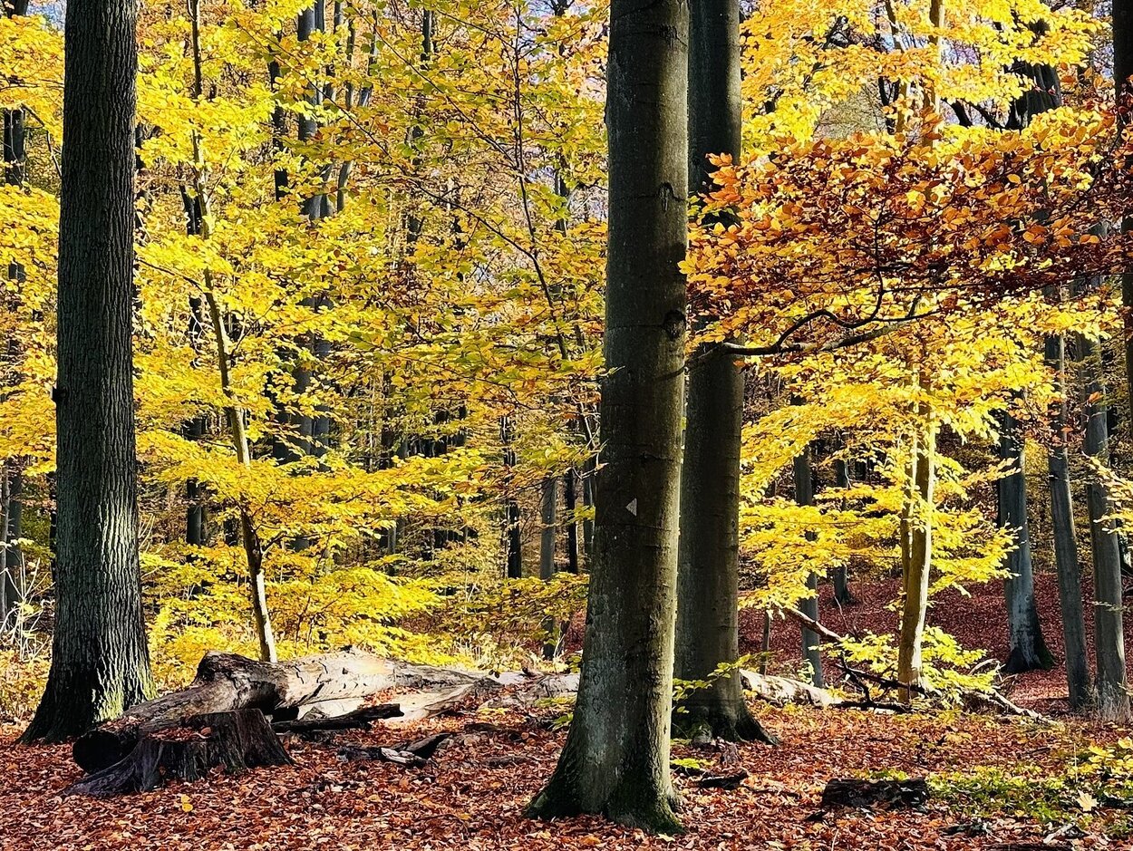 Blick in einen Herbstwald mit gelben und braunen Blättern.