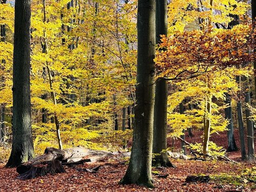 Blick in einen Herbstwald mit gelben und braunen Blättern.