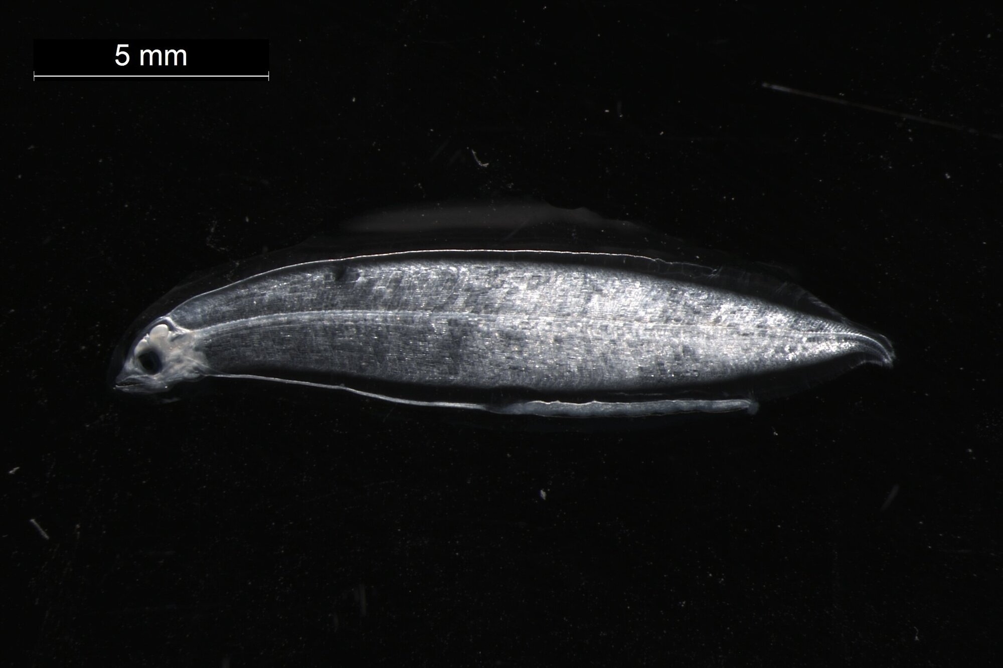 Die Leptocephalus Larve eines Europäischen Aals (Anguilla anguilla)
