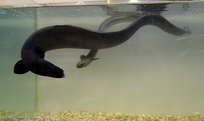 Zwei Aale, die in einem nur mit Wasser gefüllten Aquarium schwimmen.