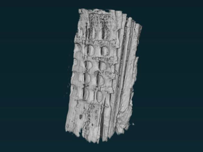 The result image from the experiment shows a pine tree structure in grey on a black background.