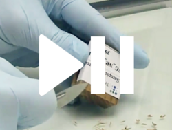 Der genetische Code von Holz