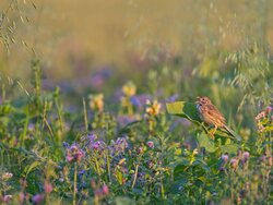Promoting agricultural birds through fallow land