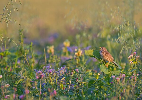 Corn bunting in flowering fallow land