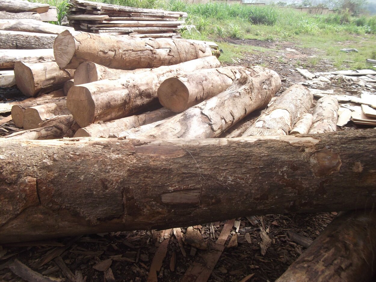 Baumstämme von Gmelina Holz 