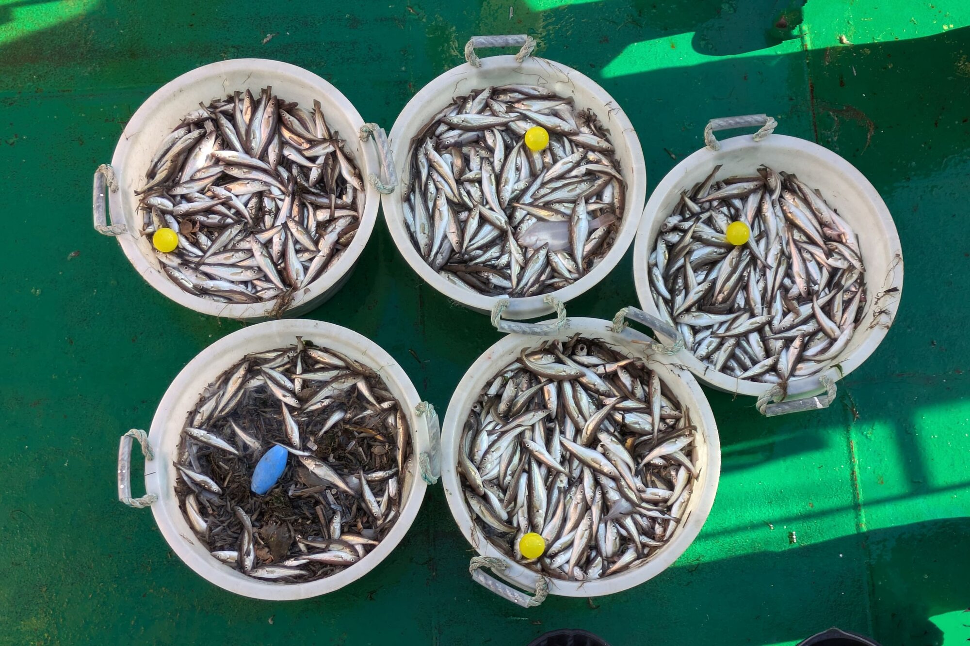 Fänge des 12mm KingGrids mit der blauen Kugel, die Fänge des Siebnetzes haben gelbe Kugeln. Fünf Plastikwannen, vier haben gelbe Kugeln und viel Wittling eine hat eine blaue Kugel und wenig Wittling.