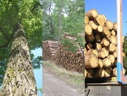 Der nationale Holzmarkt im globalen Kontext