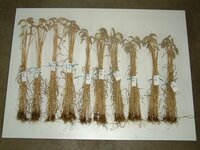 Bewertung des Pflanzenbestandes