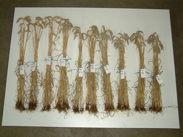 Bewertung des Pflanzenbestandes