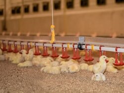 Konventionelle Hähnchenmast