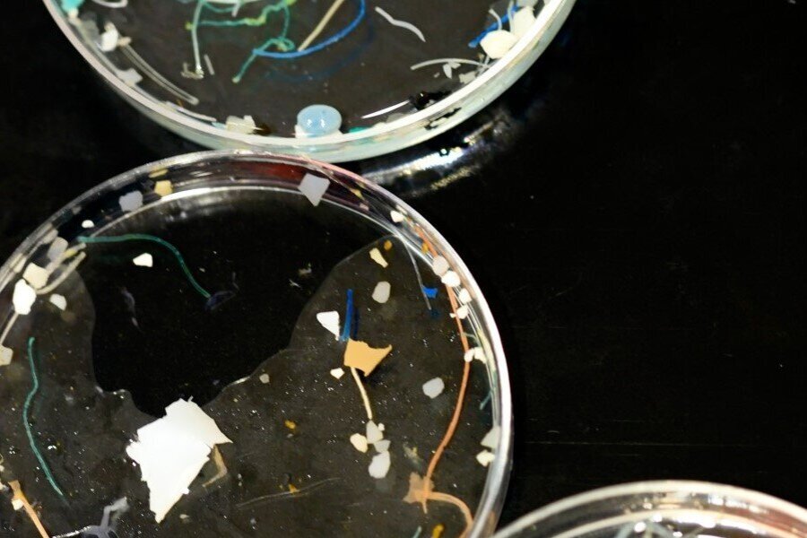 Plastikpartikel und Kunststoff-Fasern aus dem Fang des Manta-Trawls.