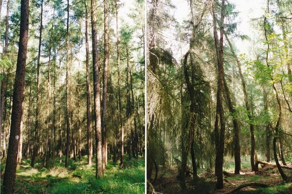 Zwei Lärchenherkünfte unterschiedlicher Qualität Das zweigeteilte Bild zeigt zwei Lärchenherkünfte unterschiedlicher Qualität