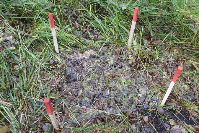[Translate to English:] Measuring grid with a dimension of 1 x 1 m on the on the surface of a not drained peatland with Carex acutiformis, for a future assessment of the peat quantity accumulating on top. The Postluch near Eberswalde in Brandenburg. 