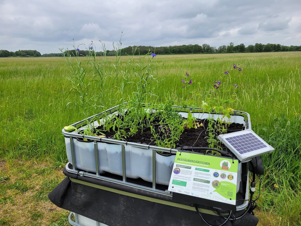 Ein Bestäubergärtchen mit Wildkräutern in der Feldflur