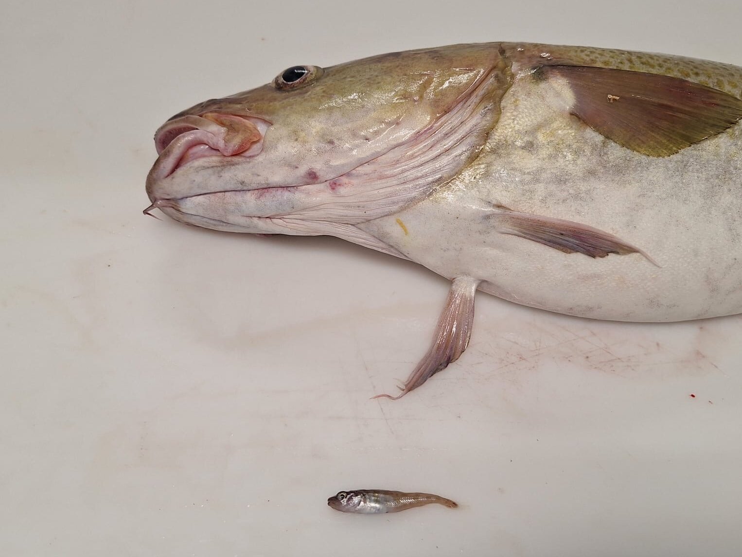 Ein erwachsener und ein juveniler Kabeljau im Vergleich.