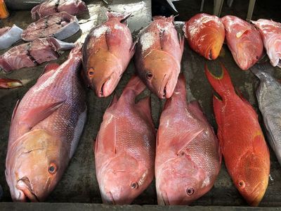 Verschiedene Fische auf einem Fischmarkt auf den Seychellen