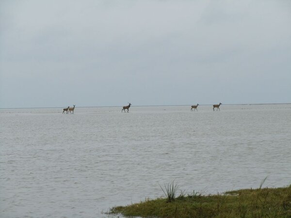 Ostsee und Windwatt gehören zum Lebensraum von Rotwild