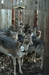 Markiertes Damwild im Forschungsgatter