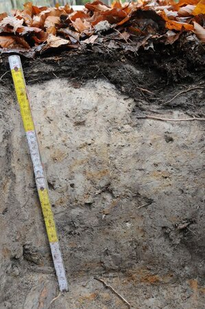 Dead biomass, like e.g. leaf litter, accumulates carbon in forest soils, which is broken down and converted by chemical and biological processes, whereby it can be bound in the short to long term.