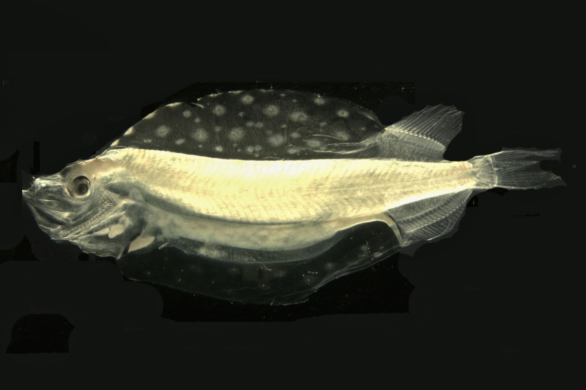 Die Larve eines Fisches aus der Ordnung der Maulstachler (Stomiiformes)