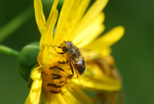 Hoverfly on the flower of a cup plant