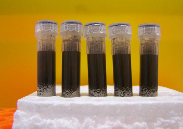 Roh- DNA Extrakte aus verschiedenen Bodenproben