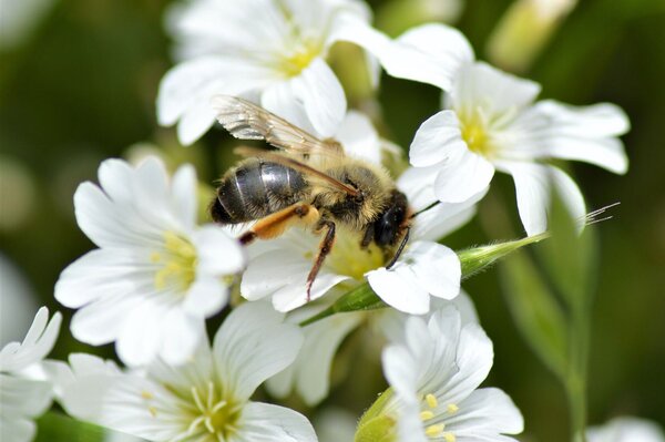 Eine Sandbiene auf der Blüte einer Wildpflanze.