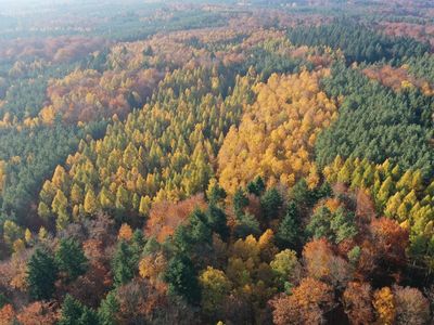 UAV image of a mixed forest in autumn
