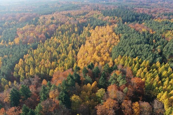 Drohnenbild eines herbstlichen Mischwalds