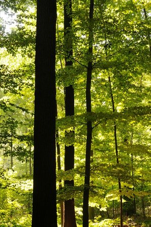 Light incidence in beech forest