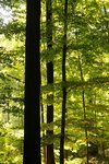 Light incidence in beech forest