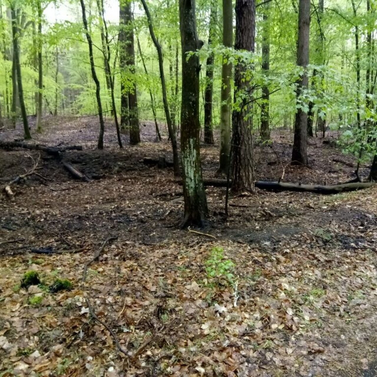 Buchenbestand im Frühjahrsaustrieb