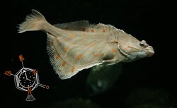 Epigenetics Plaice