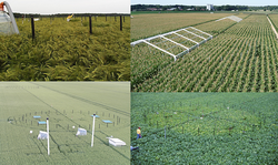 Effectc of future climate change on crop yield and quality