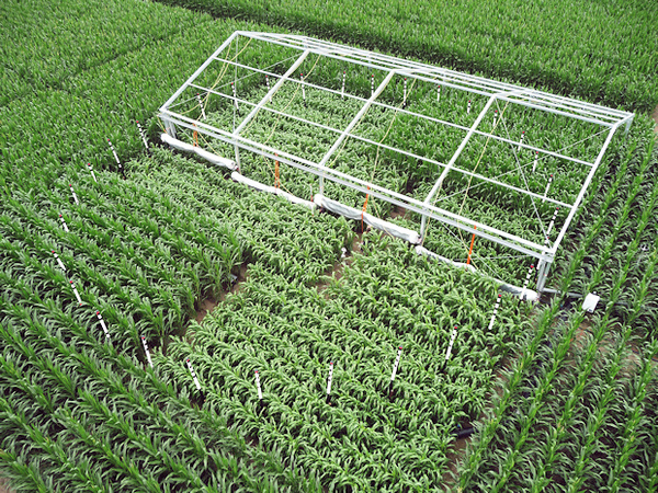 Anbau von Mais und verschiedenen Sorten von Sorghum-Hirse auf dem Versuchsfeld des Thünen-Instituts mit Erhöhung der atmosphärischer CO2-Konzentration und Simulation von Sommertrockenheit durch Einsatz eines Regenschutzdaches. 