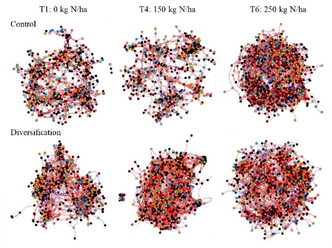 The prokaryotic co-occurrence network structure is affected by crop diversification at a moderate N fertilization of 150 kg nitrogen per hectare.