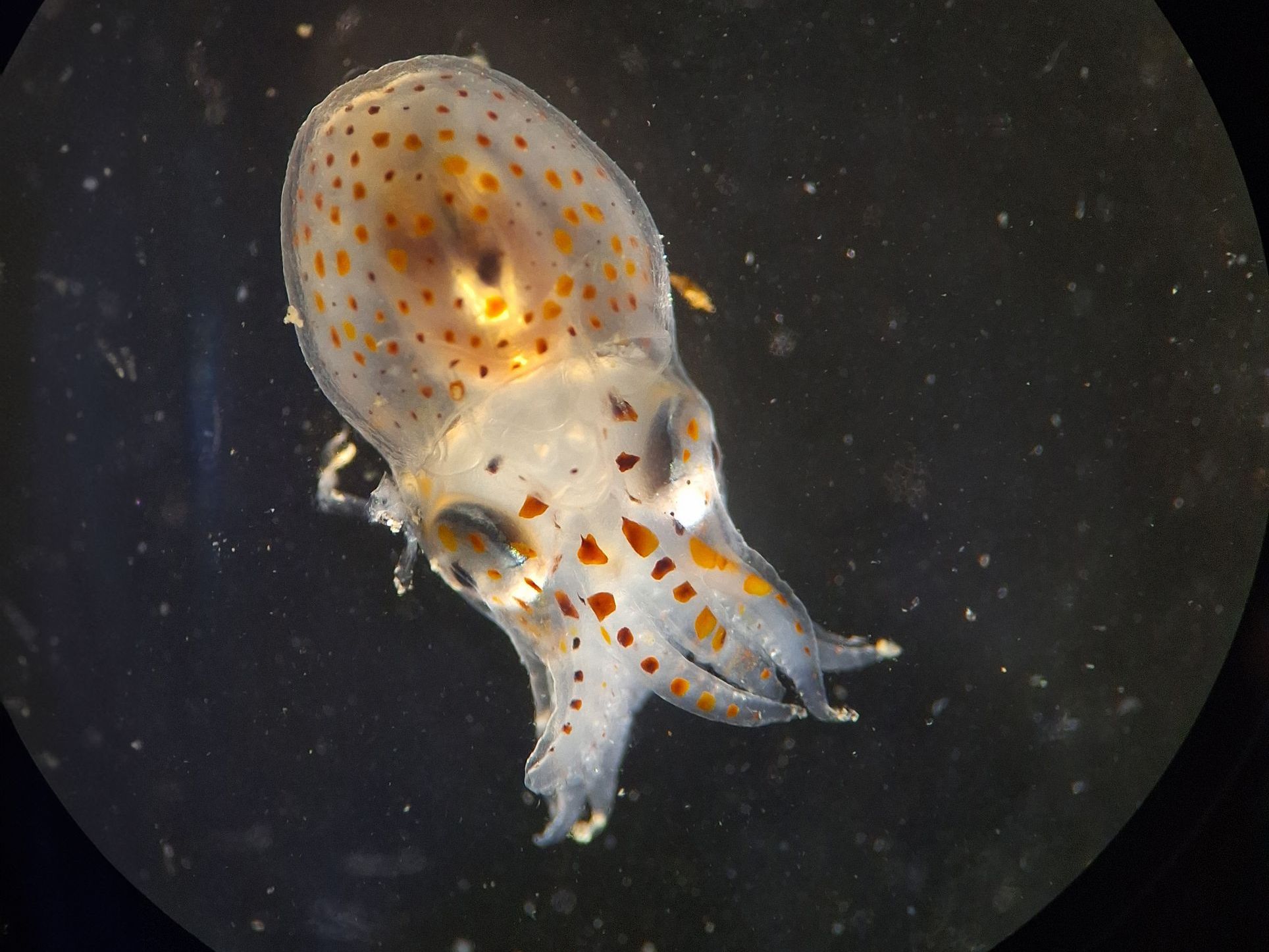 Ein kleiner Oktopus unter dem Mikroskop.