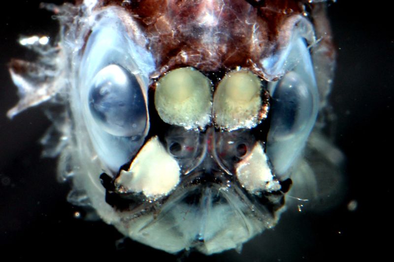Frontansicht eines Laternenfisches (Myctophidae)