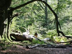 Einschlagstopp für alte, naturnahe Buchenwälder