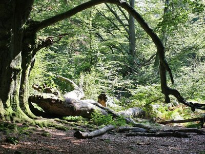 Blick in den Urwald Sababurg, Naturpark Reinhardswald, mit alten Buchen und Totholz.