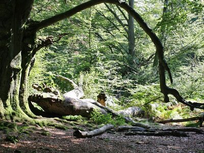 Blick in den Urwald Sababurg, Naturpark Reinhardswald, mit alten Buchen und Totholz.