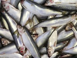 Hering im Nordostatlantik, Nordsee und Ostsee