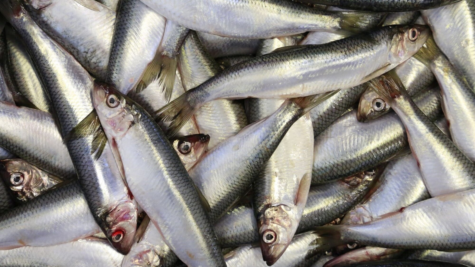 Heringe aus einem Fang liegen übereinander