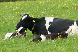 Kälberaufzucht an der Kuh: natürlich, gesund und praktikabel