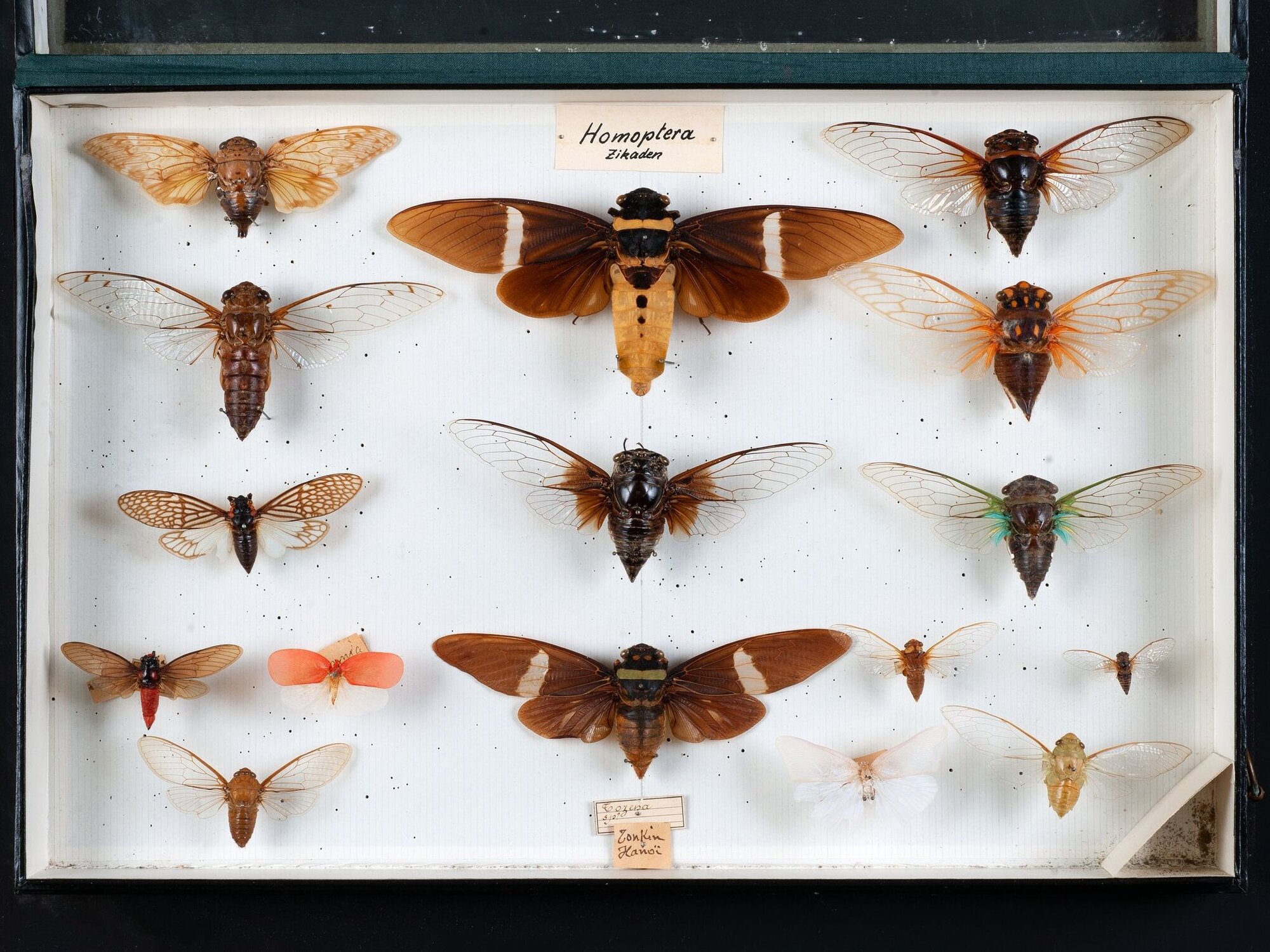 Falter in einer Box hinter Glas.