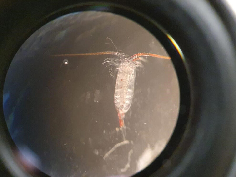 Calanus agulhensis, a crayfish Calanus agulhensis, a crayfish.