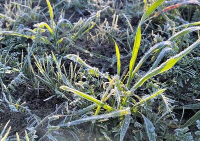 Winterzwischenfrüchte auf einem Acker