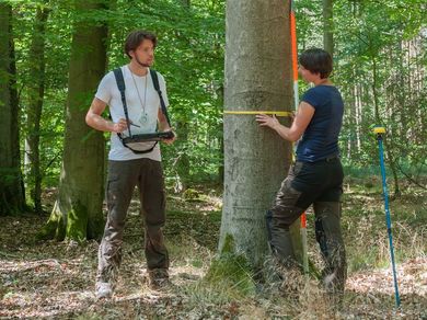 Zwei Personen vermessen und dokumentieren den Umfang eines Baumes während der Bundeswaldinventur